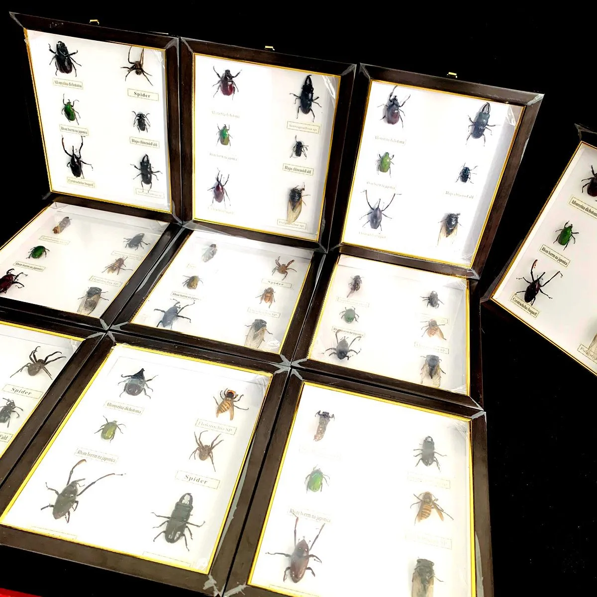 New real insect specimen transparent resin spider autumn beetle scorpion wasp with Photo frame 2