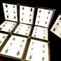 New real insect specimen transparent resin spider autumn beetle scorpion wasp with Photo frame 2