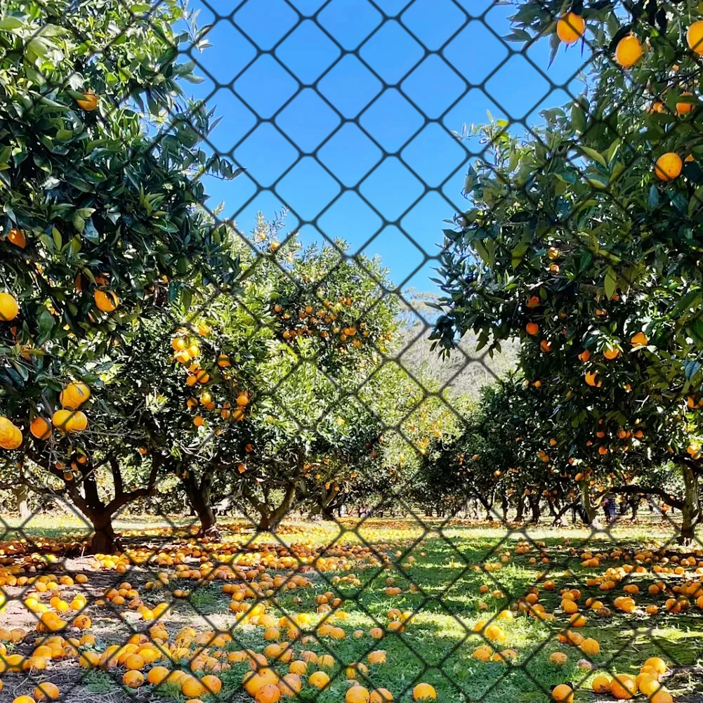 Nylon Bird Net Mesh Hawk Netting Protective Chicken Coop Netting 25 X 50 FT Heavy-Duty Netting for Garden Fruit Trees Plants