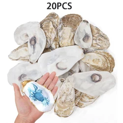 Natural Oyster Shells - Eco - Friendly Vase Fillers for DIY Crafts and Home Decor (20pcs)