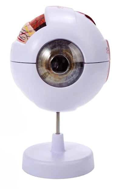 Human Eye Model 6 Times Magnification Facial Features Structure Anatomy Ophthalmology Teaching Aids Vision Correction Membrane