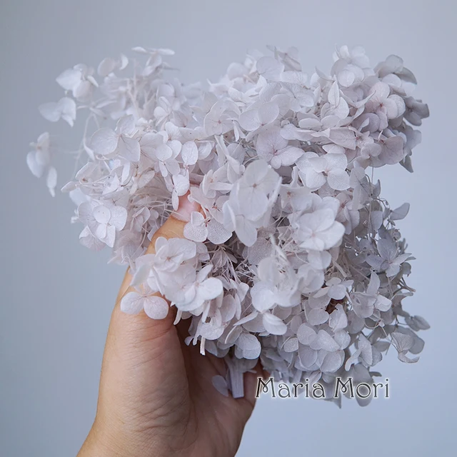 Anna Hydrangea  Flowers  Little  Leaves Preserved Hydrangea Decor  Office Decor  DIY Flowers Gradient colour 91
