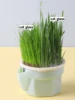 Hierarchical Design Cat Grass Cultivation Cup with Soilless Cultivation Reusable Catnip Growing Container Seed Germination Tray 5