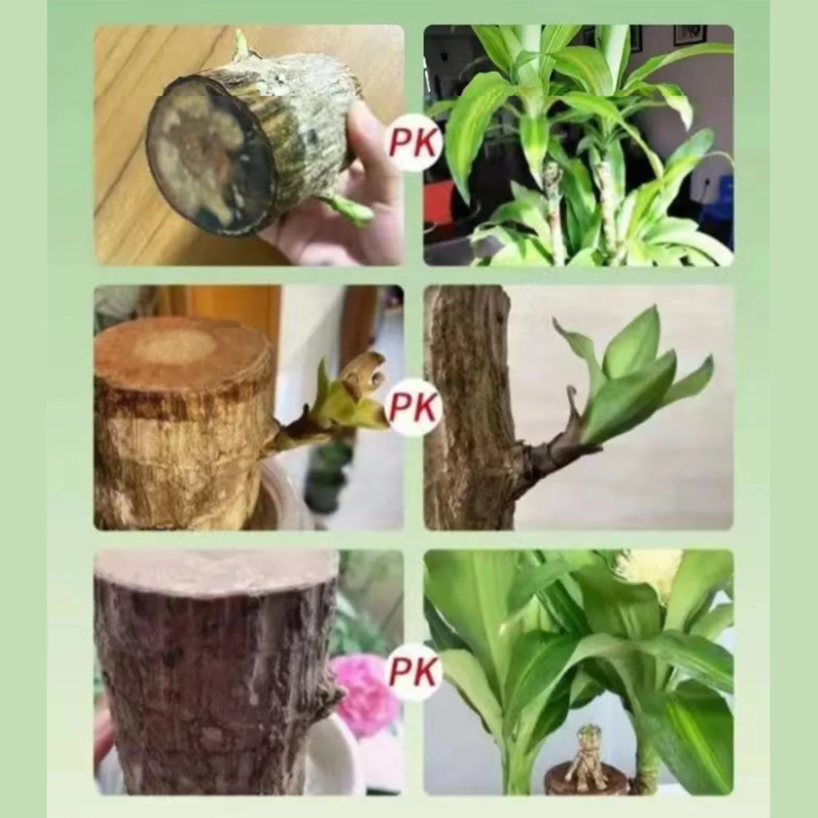 Plant Nutrient Solution 100ml Brazilian Wood Specific Liquid Fertilizer Household Hydroponic
