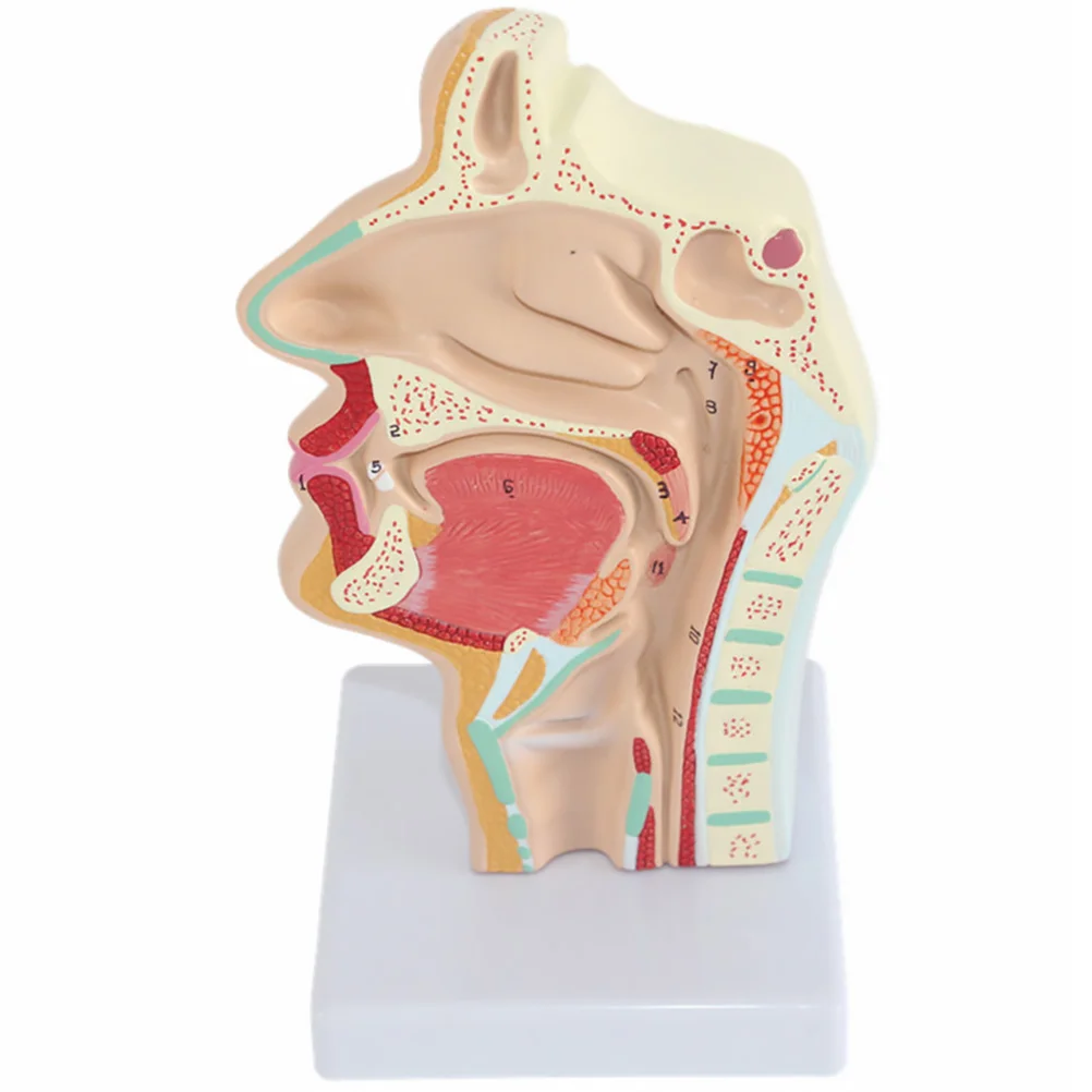 

Model Nasal Anatomy Anatomical Human Head Throat Nose Medical Teaching Cavity Study Scientific Oral Half Pharynx Section Mod