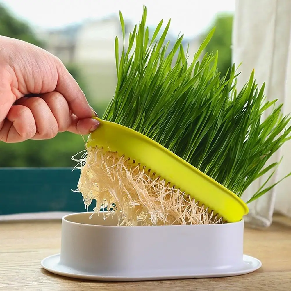 Cat Snack Cat Mint Planting Hydroponic Box Cat Grass Pot Color Contrast