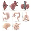 8 PCS Miniature Anatomy Organs Model Education Montessori Toy 6