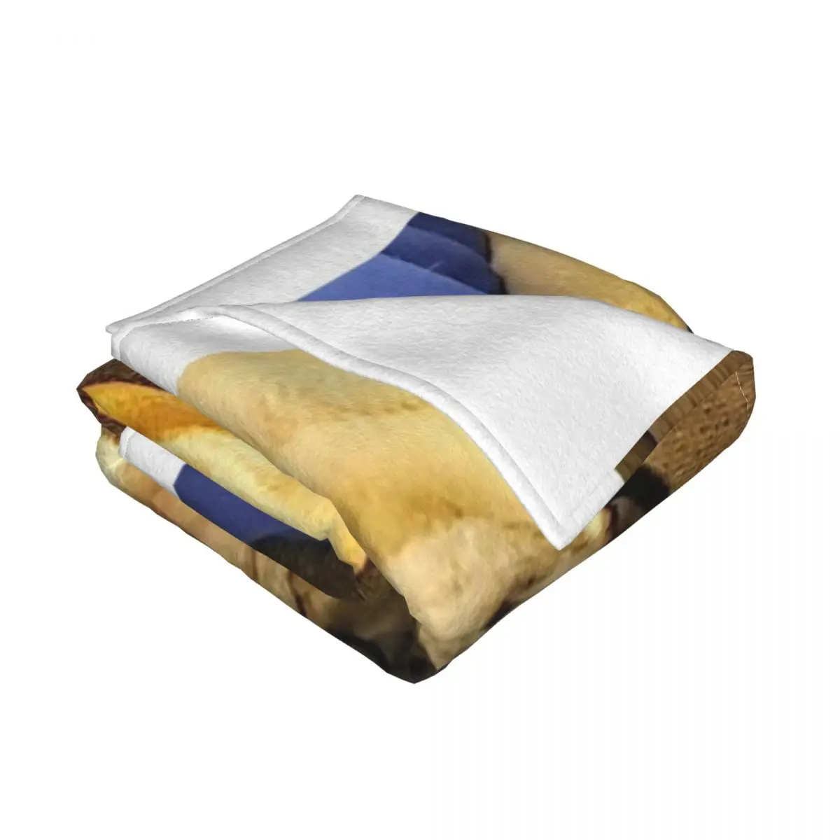 �۱� ������ ���, ǫ���� ���, ���� ���