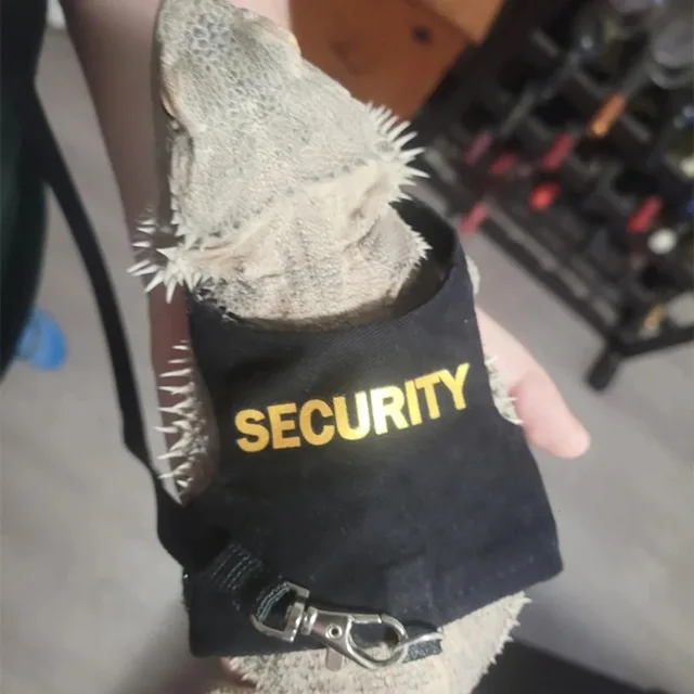 New Reptile Leash Harness Soft Padding Dragon Wings Vest with Hook and Loop for Small Animals Cute Security Clothes 4