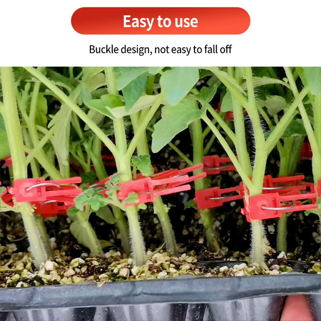 50 db Növényi Oltó Klip Uborka Padlizsán Görögdinnye Műanyag Palánta Bilincs Zöldségtartótámogatás Rögzítése Újrafelhasználható - Image 5