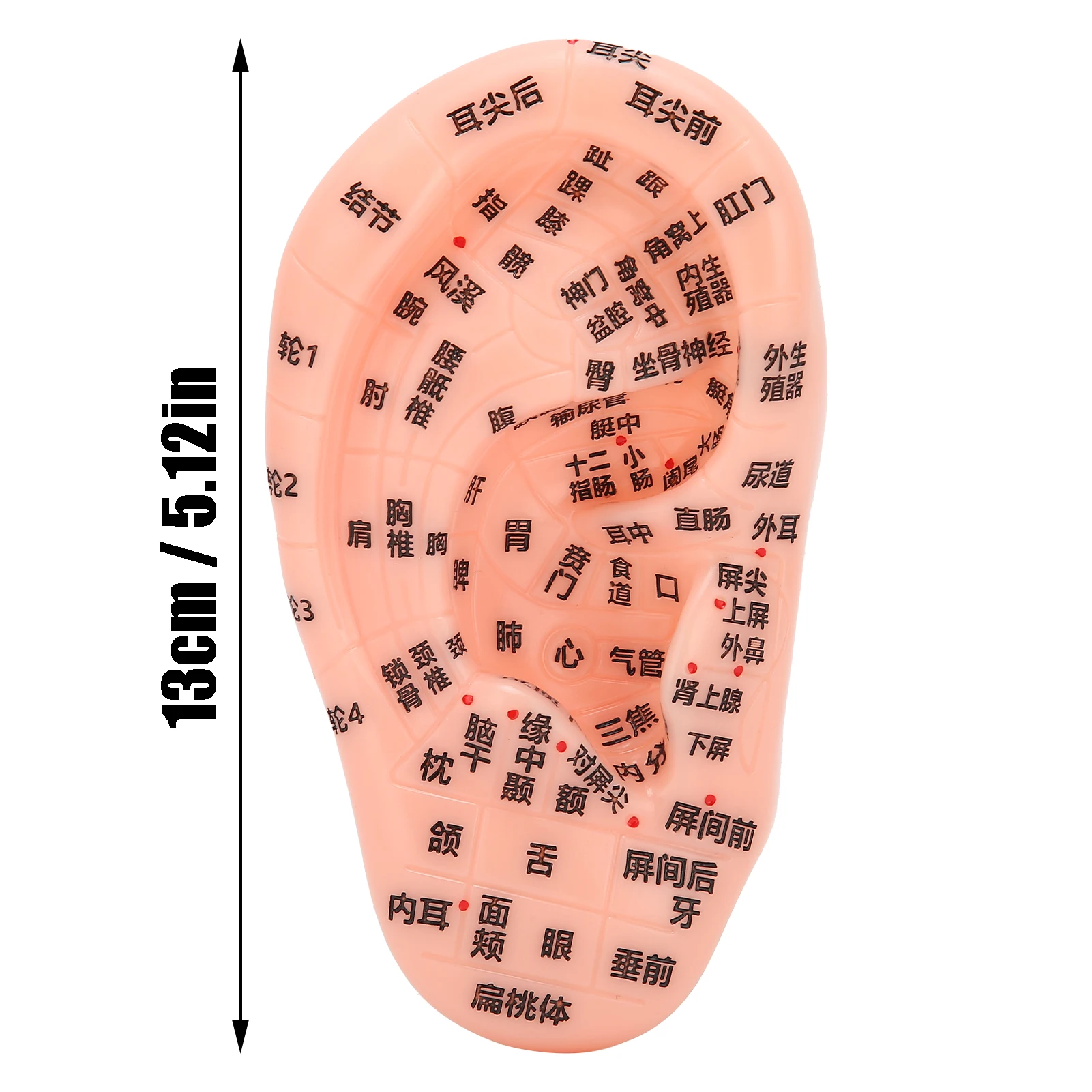 13cm Ear Acupoint Model Ear Zone Model Ear Acupoint Pressure Point Learning Human Acupuncture Model Human Ear Acupuncture Model