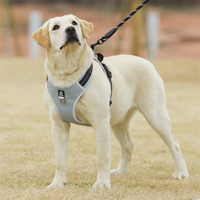 Designer Dog Harness OXFORD Designer Harness With Gold -  Denmark