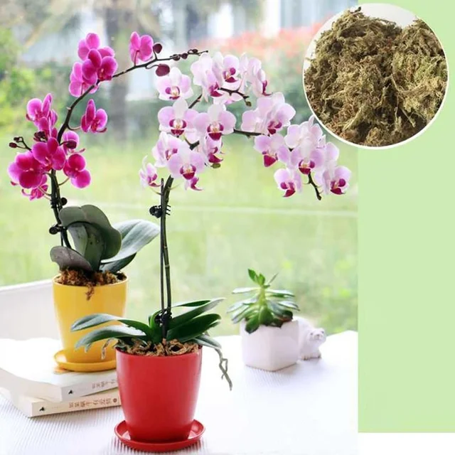 6L 12L Víz Mohás Száraz Phalaenopsis Orchideák Tenyésztési Szubsztrát Talaj Kerti Sphagnum Moha Táplálkozás Szerves Műtrágya - Image 4