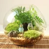 Hydroponic Plant Glass Vase Borosilicate Glass Bottle Succulent Plant Terrarium Container Flower Pots Home Wedding Decor 5