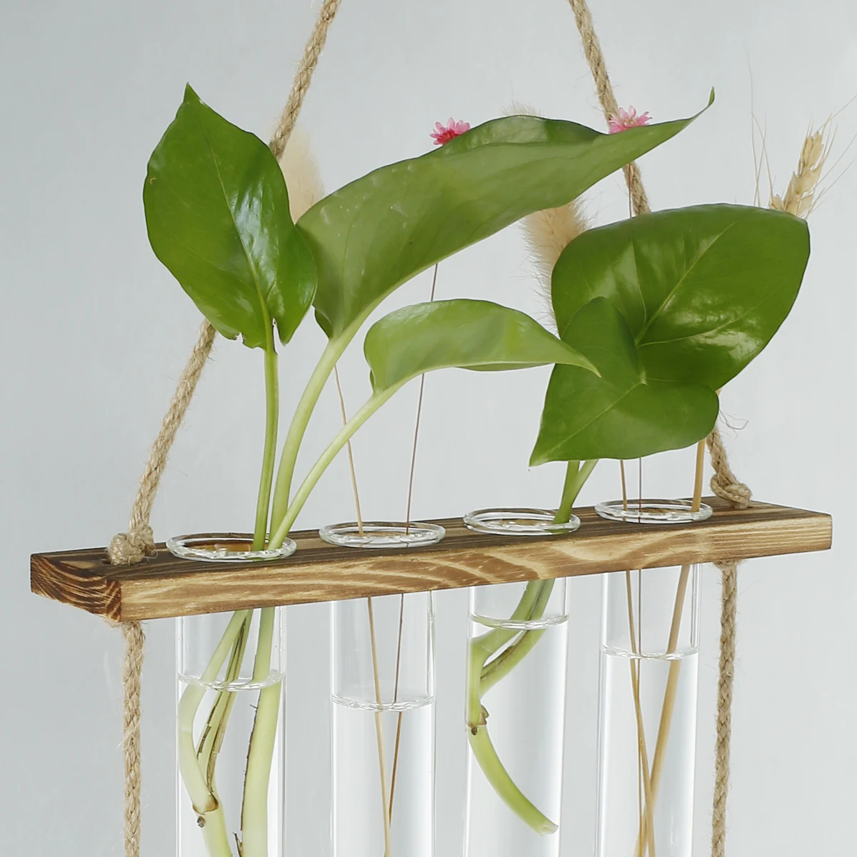 Bac À Herbe, Bac À Germes Hydroponique, Bac À Germes, Herbe À Chat, Boîte De Culture Pour