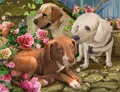 112 Three puppies