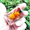 29 New Hot Selling Real Insect Resin Specimen Stag Beetle Locust Crab Scarab Bee Spider Teaching Collection Children's Cognition 2