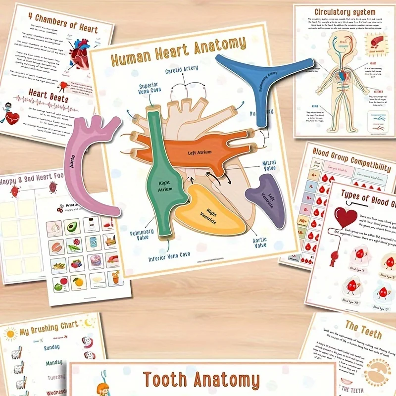 Human Anatomy Busy Book 6