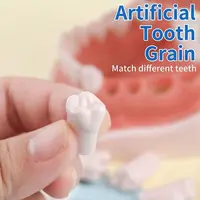 Kilgore NISSIN 200 Type Dental Teeth Models for Typodont Removable Frasaco Columbia Dentoform Teeth Model 2