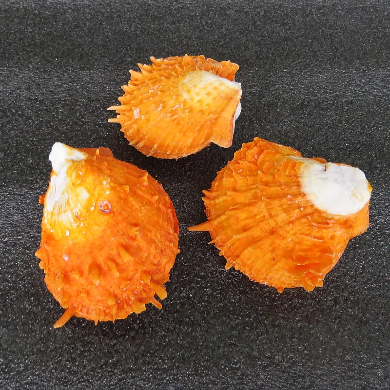 4-7cm 자연 가시 굴 조가비 껍질 선물 수족관 장식 크리스마스 장식 오렌지 스폰디 리대 염소 바다 국화