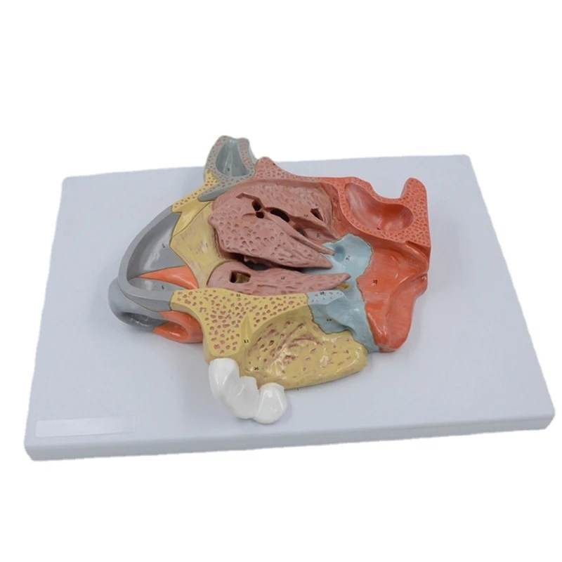 

Model Display Teaching Tool Human Anatomical Nasal Cavity Throat Anatomy Medical