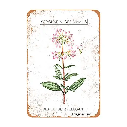 

Saponaria Officinalis - Beautiful and Elegant Iron Poster Painting Tin Sign Vintage Wall Decor for Cafe Bar Pub Home Beer Decora