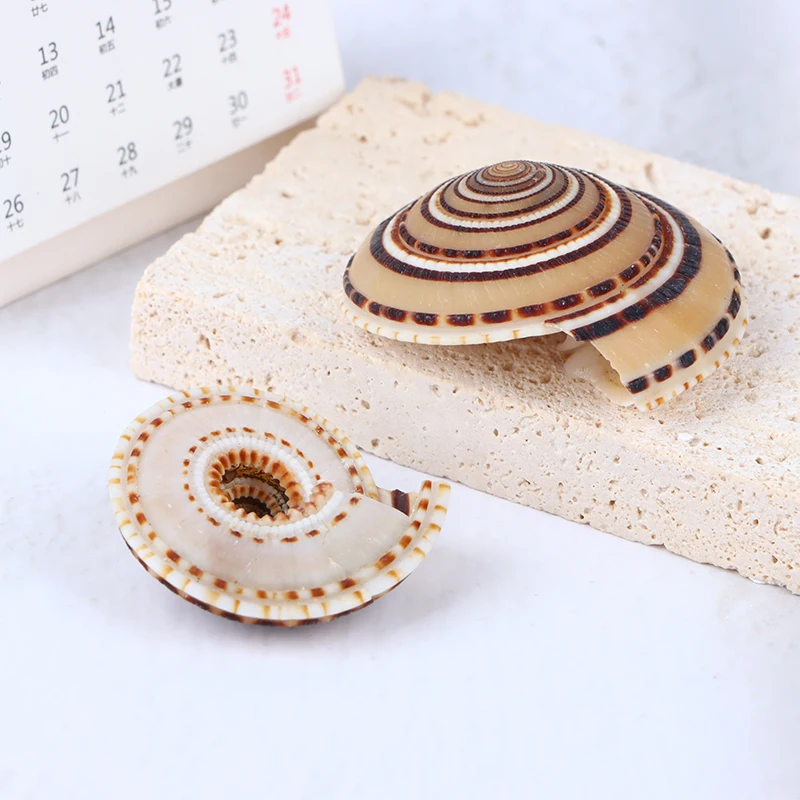 20-40mm Mixed Spiral Shell Beads Pendants Beach Craft Natural Sea shell Craft Decoration DIY Handmade Accessories 5pc/lot