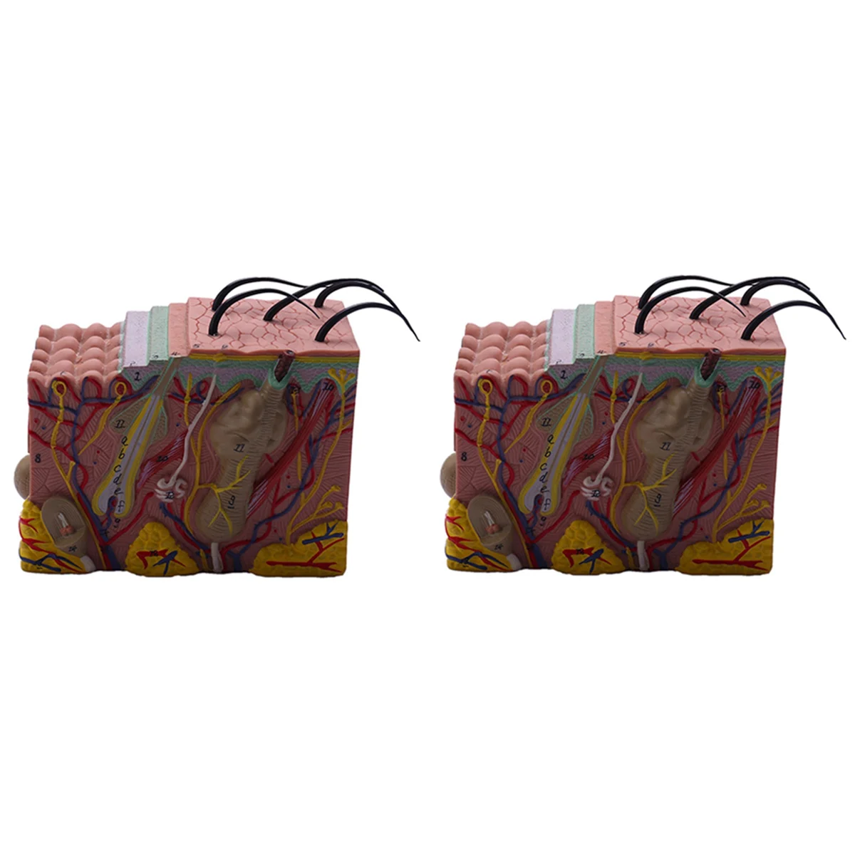 

2pcs Skin Model, 35X Skin and Hair Structure Enlarge Model Anatomical Model Anatomy for Science Classroom Study Display