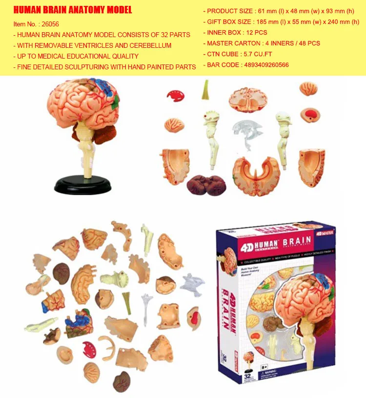 4D Human Anatomy Puzzle 2