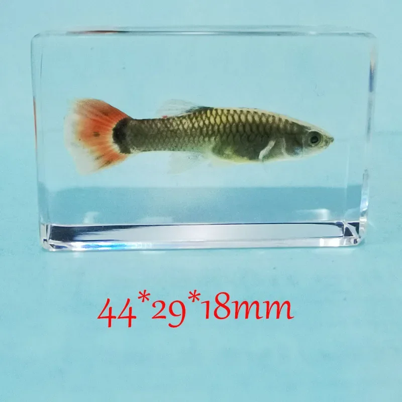 Fish Specimens Built In Epoxy Resin for Home Decoration Butterfly Specimen