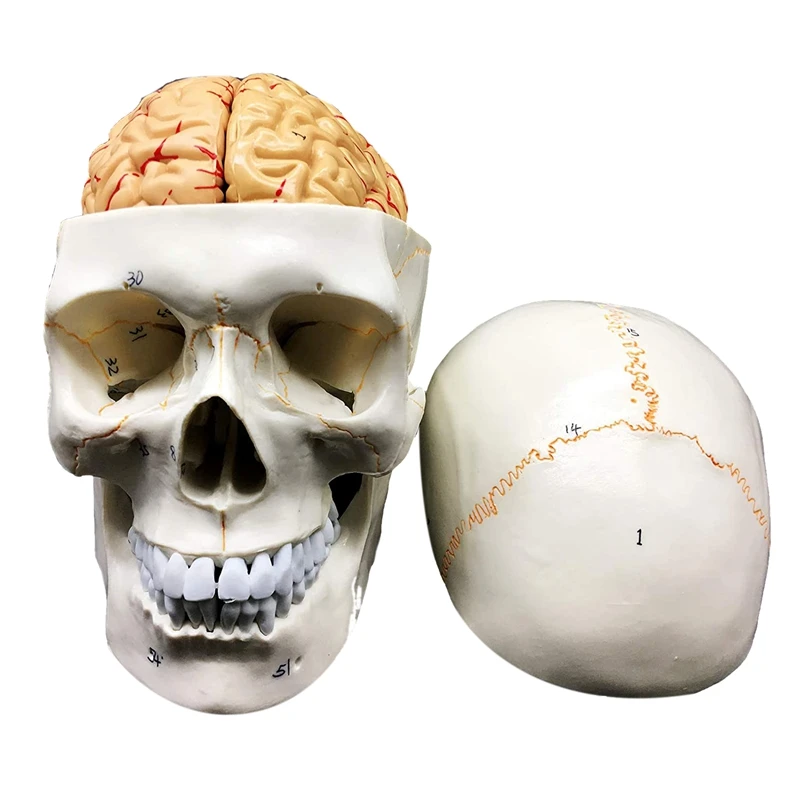 

Человеческий череп со штативом, 8 частей, анатомия в натуральную величину для научных классов, обучающая модель