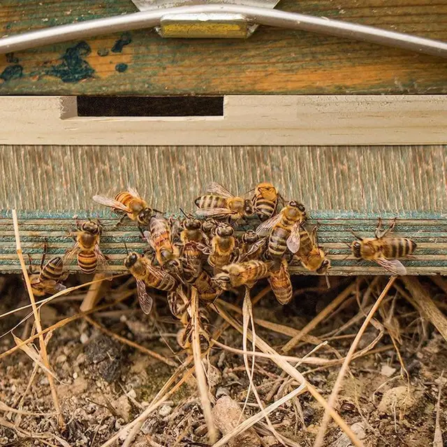 Bejárat Redukáló Fa Kaptár Bejáratvédő Szellőzőnyílás A Méhészeti Dobozokhoz - Image 3