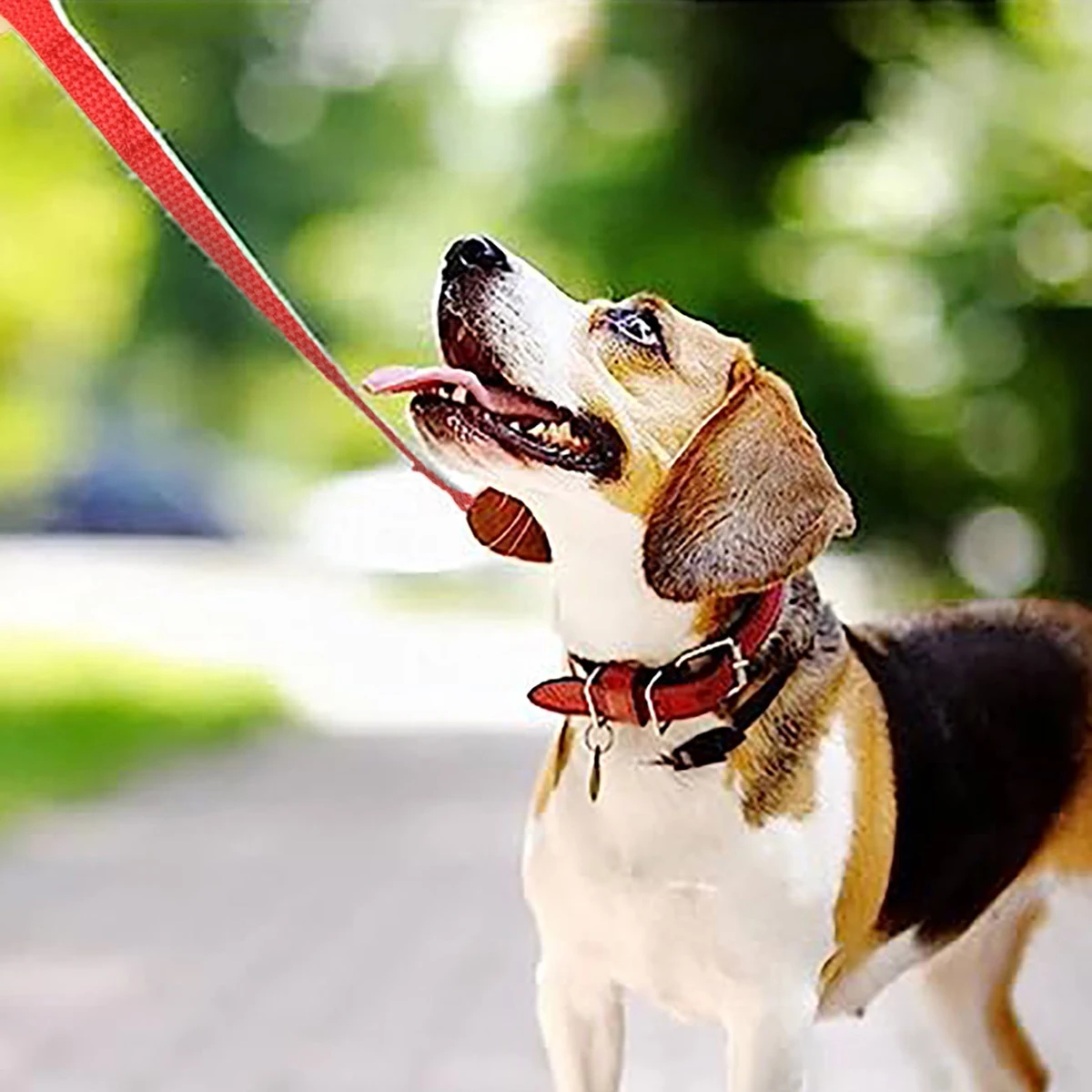 Durable Nylon Dog Leash 6