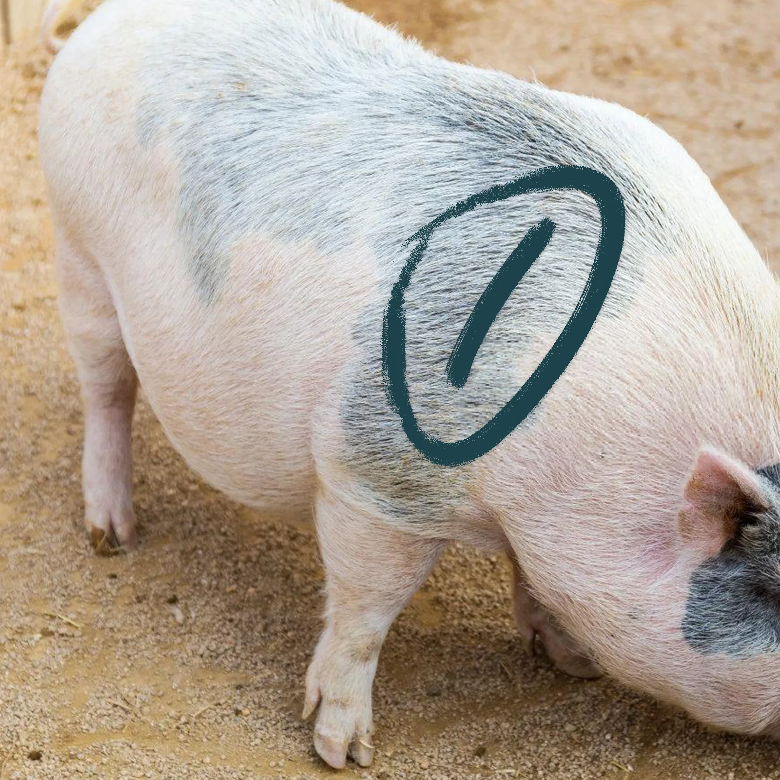 5 Pcs Livestock Ear Tags Marking Stick Animal Identification Crayon Farming Supplies Wax Marker For Pig Cow Goat Sheep Horse Donkey