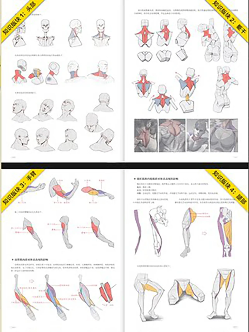 Animation Human Body Structure Expression Techniques Training Art Book -  Drawing, Painting & Calligraphy - AliExpress
