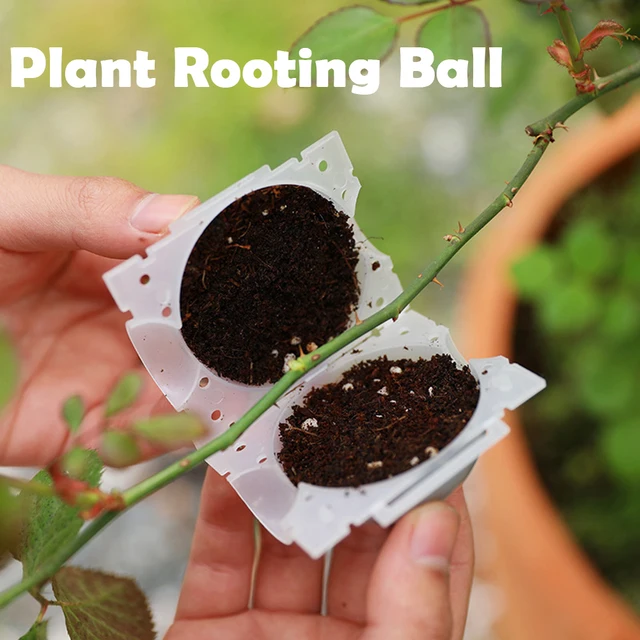 Kerti Növény Gyökérgömb Inkubátor Nagynyomású Oltott Fa Gyökérzetű Palánták Tenyésztési Golyó Kis Közeg