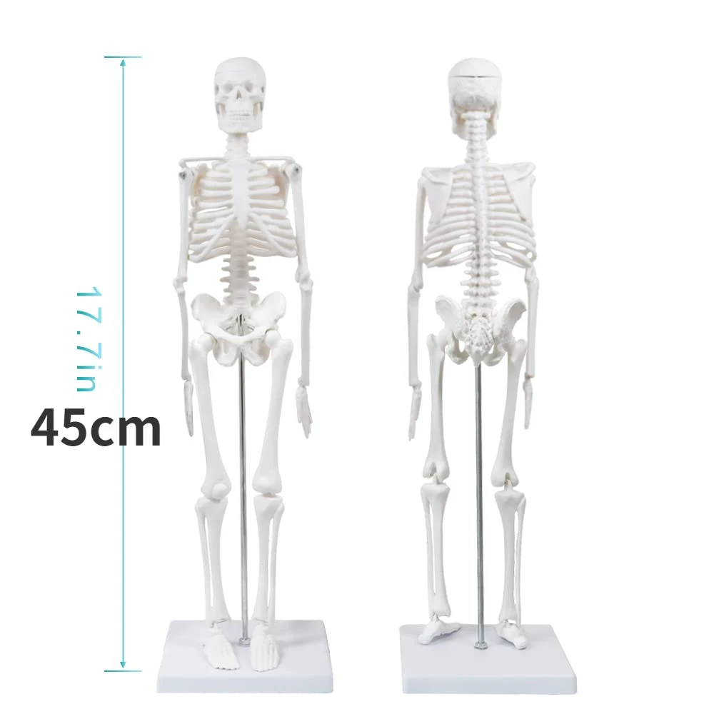45CM Human Skeleton Model Anatomical Anatomy human Flexible Medical anatomical boneco toy in medical science supplies anatomical models