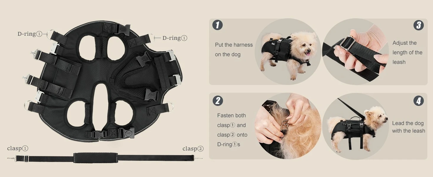 Leash-Guided Walking