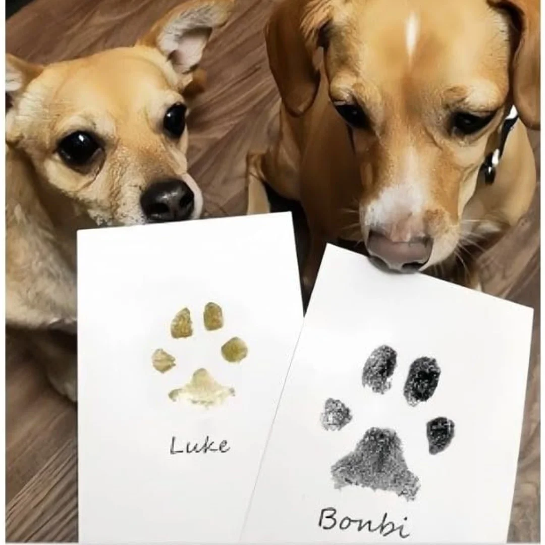 Pet Paw Print Impression Kit for Dogs Cats Footprints 1 Inkless Ink Pads for Pet Hand and Footprints 2 Imprint Cards ink pads pet print kit