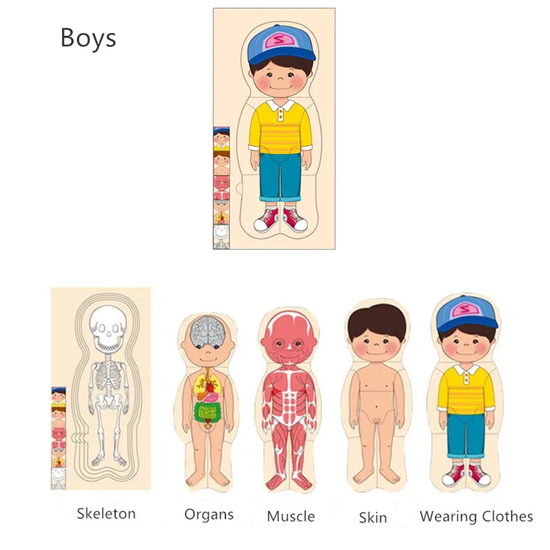 Wooden Human Body Puzzles for Toddlers 28 Piece Anatomy Puzzle Skeleton Human Body for Kids Educational Learning Preschool Toys 2