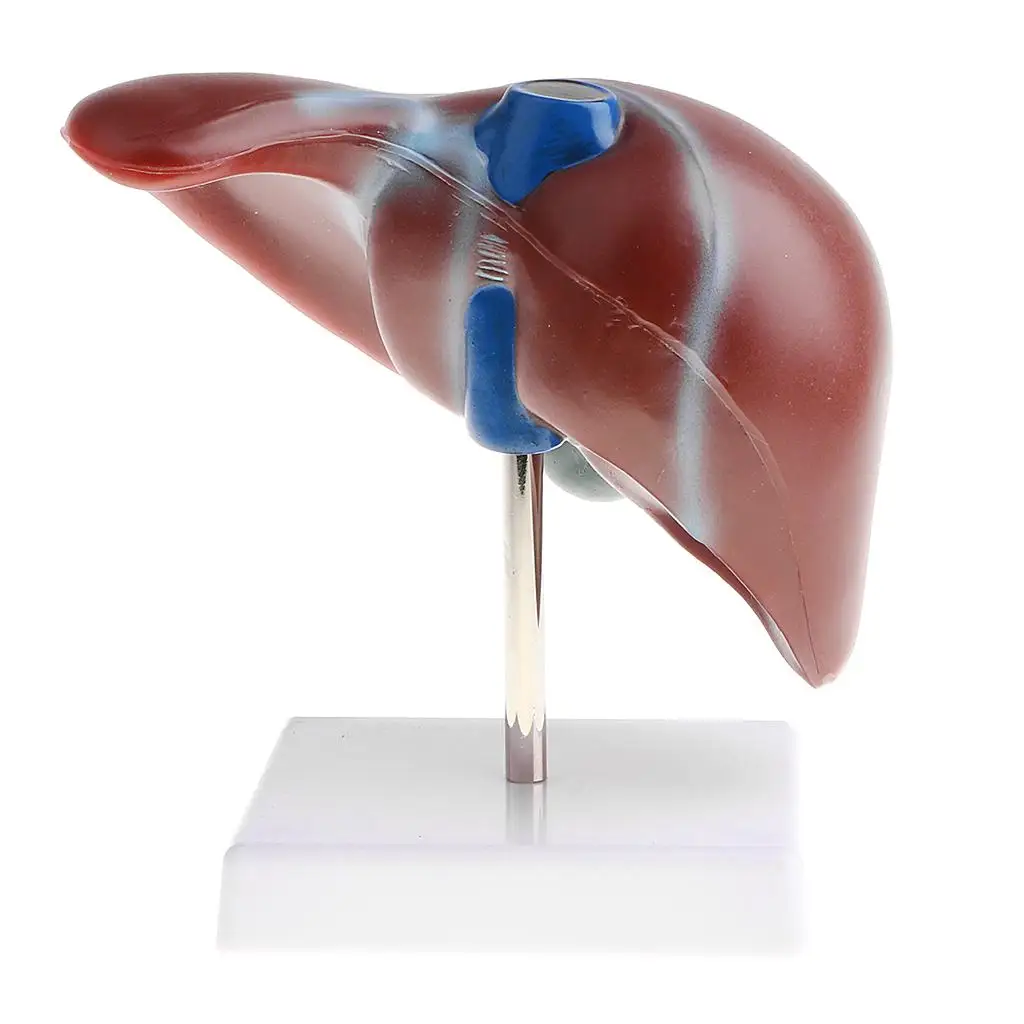 

Human Liver Lobule,Ligaments,Gallbladder,Biliary System of liver - Classroom Display Decoration, Teaching Tools