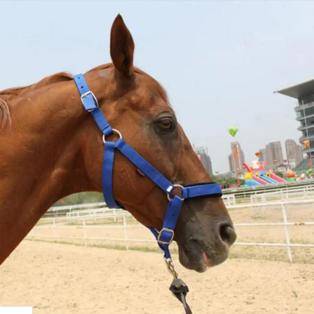 Adjustable Nylon Webbing Equestrian Western Horse Halter Horse Riding Wear Black L 6