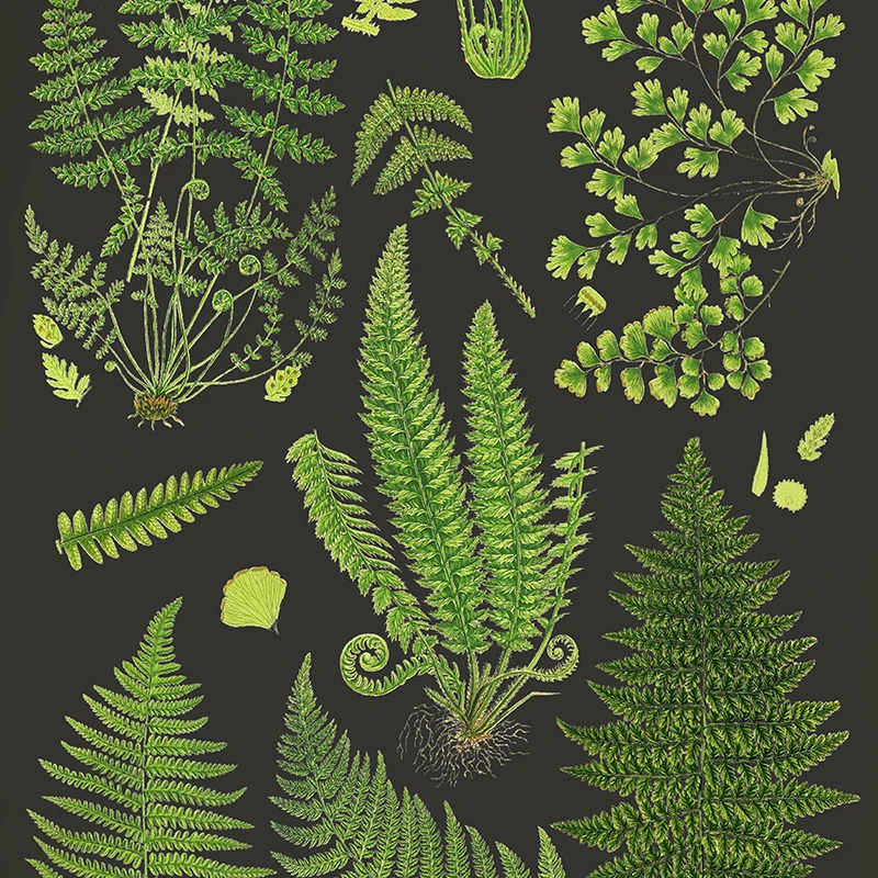 Fern Botanical Print Green Fern Poster Black Background Wall