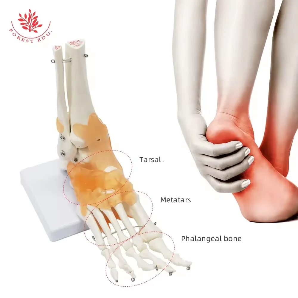 Foot Joint Model with Ligament FRT027 Functional Anatomical Human Skeleton PVC Ankle Bone Human Skeleton