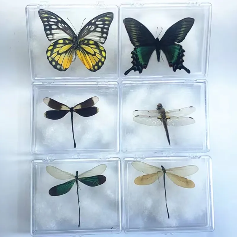 

Фигурки насекомых из 38 настоящих бабочек, Очаровательное украшение для дома, аксессуары для гостиной, коллекция, искусство