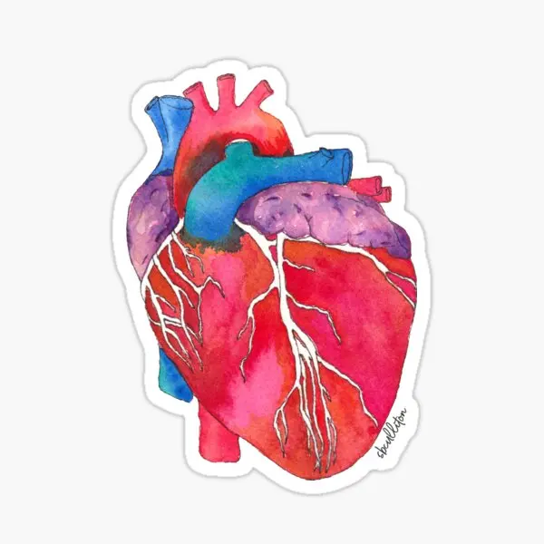 Anatomical Heart Sticker