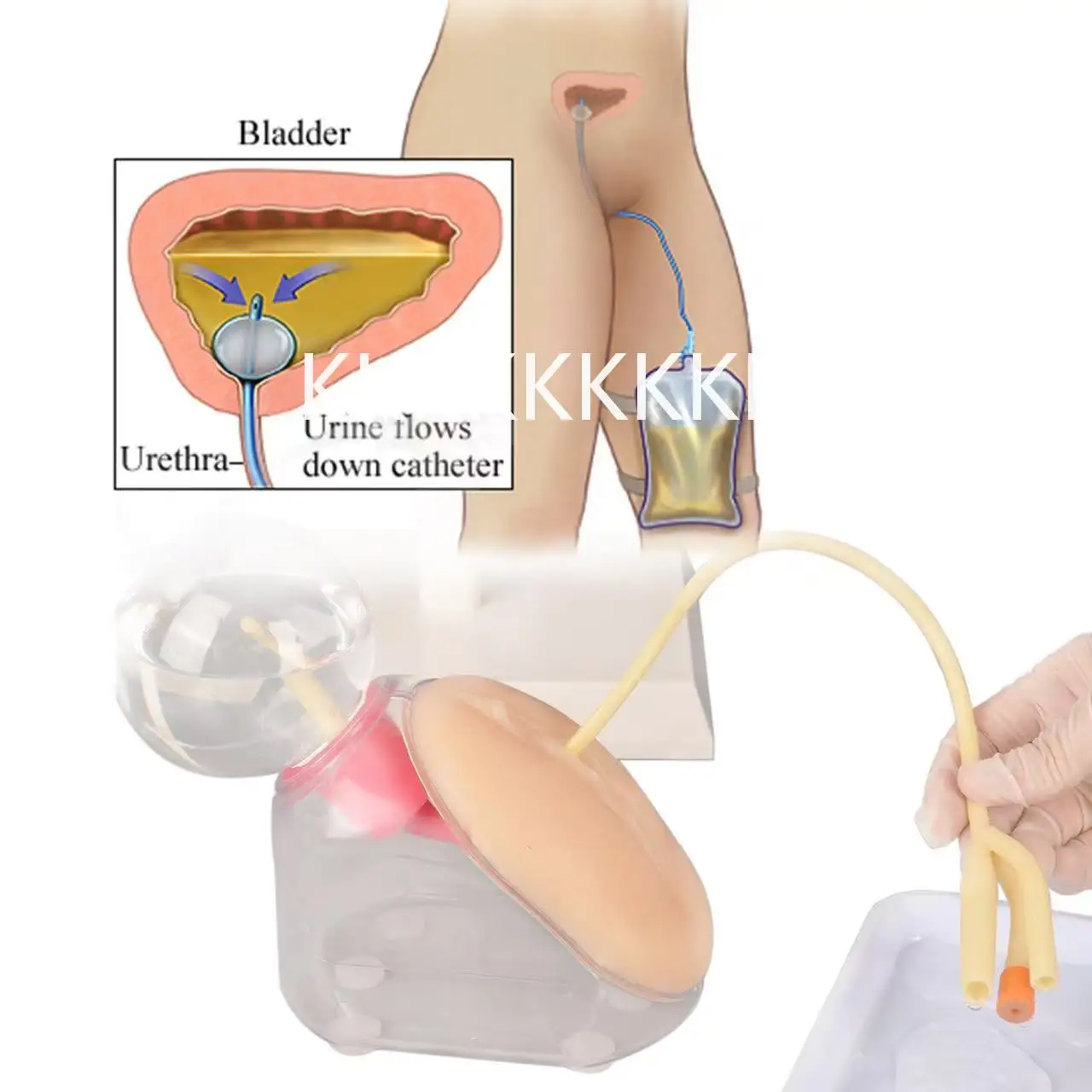 Urethral Catheterization Training Model 1