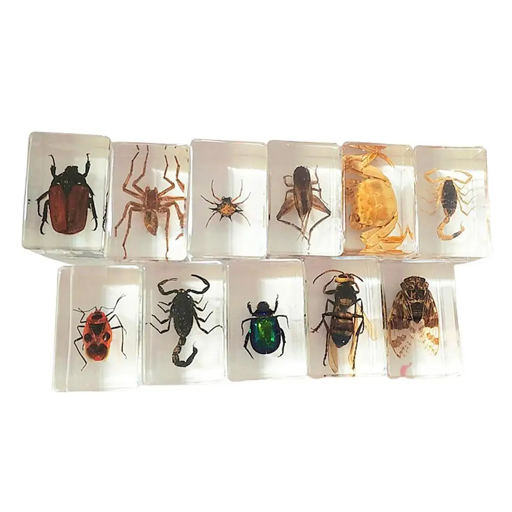 

Insect Specimen Transparent Resin Spider Autumn Beetle Scorpion Wasp Specimens Hexapod Desk Appreciation Teaching Accessories