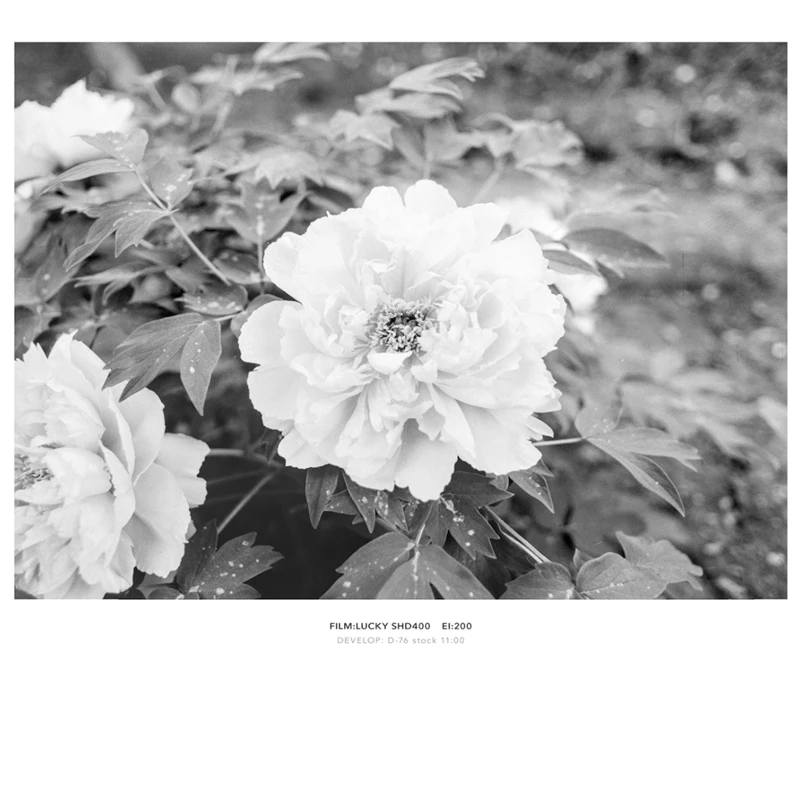 1-10 Rolls 120mm SHD 400 LUCKY ISO 400 film Black and white Negative film For Kodak Fujifilm Camera（Expiration Date: 2026）