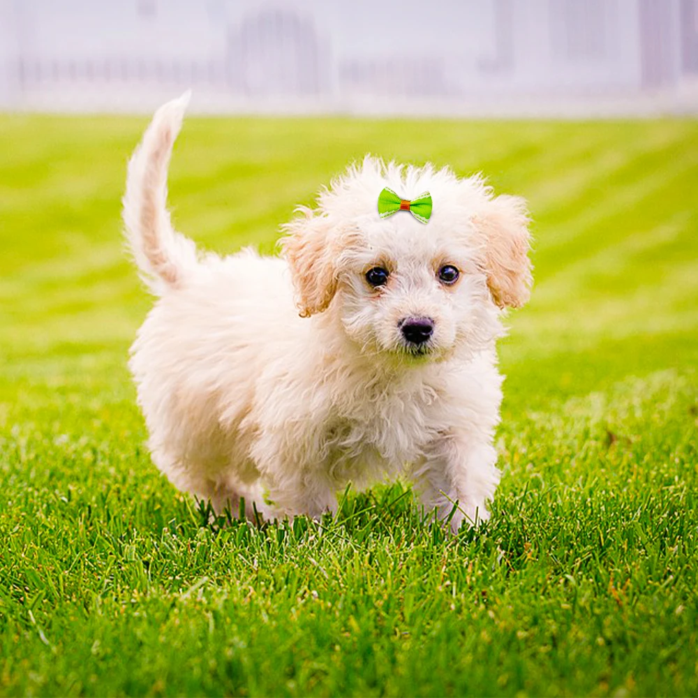 acessórios para cães